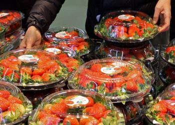 논산 딸기 ‘비타킹’ 첫 수출, 뉴욕·LA행…킹스베리도 주목