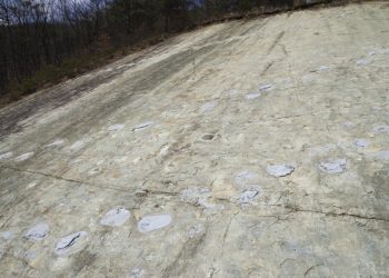 역사상 최대 규모 ‘공룡 발자국’ 유적지 발견됐다