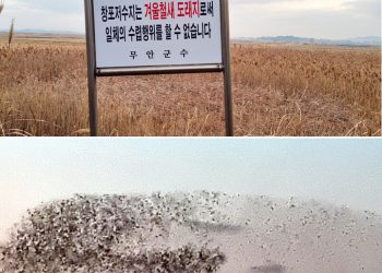 “제주항공 여객기 무안공항 5㎞ 전 조류와 충돌했을 것”