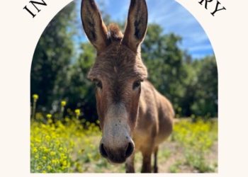 영화 슈렉 ‘동키’ 실제모델 당나귀, 30세로 세상 떠나