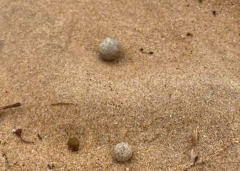 정체불명의 하얀 구슬에 시드니 해변 9곳 폐쇄