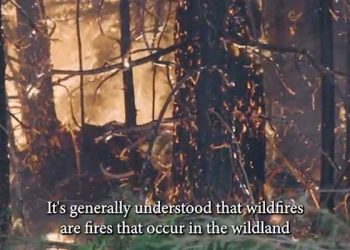 불길에도 타지 않고 서 있는 이 나무 … 이유가? (영상)