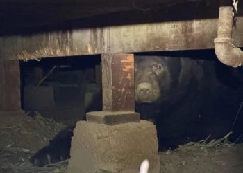 LA 산불서 살아남은 곰 … 지하실에 숨어 있었다.