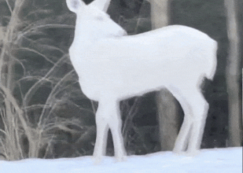 ‘3만분의 1 확률’…신비로운 알비노 사슴 포착(영상)