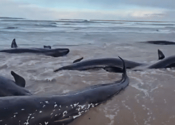 고래 157마리 해변 좌초 …눈물의 ‘안락사'(영상)