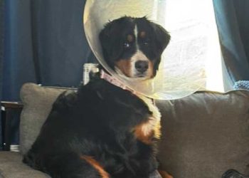 [화제]양말 24켤레 삼킨 반려견, 어떻게 됐나