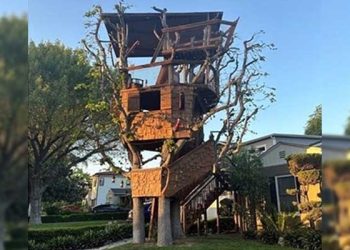 셔먼옥스 동네명물 ‘나무 위의 집’, 사라질 위기