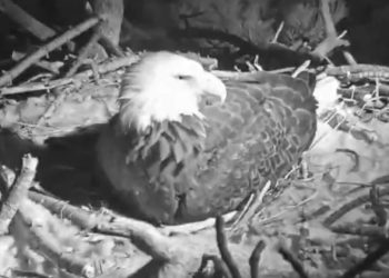 [화제] 빅베어 대머리 독수리, ‘신비한’ 부화 장면 포착(영상)