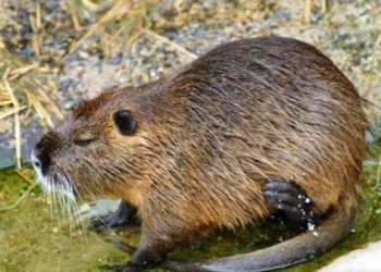 “많이 잡아 드세요”…캘리포니아  식용 선포한 ‘이 동물’