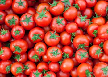 “살고 싶다면 토마토를 먹어라! … 라이코펜의 힘”
