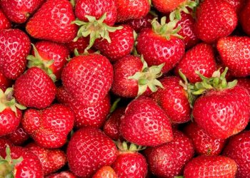 “65세 이상 꼭 딸기를 먹어라” … 놀라운 연구 결과
