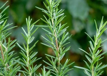 알츠하이머 치료법 찾았다… 이 식물에 해답있다