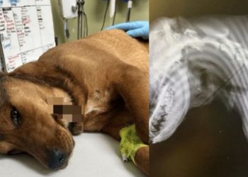 ‘산 채로 사냥당한’ 강아지 구조 .. 식도 뚫리고 복부엔 총알까지