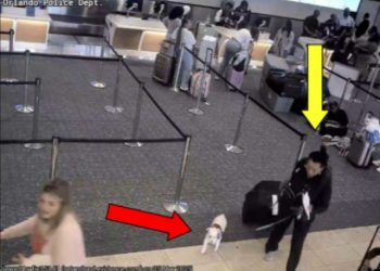 [이럴 수가] 반려견 탑승 거부 당하자 공항 화장실서 살해