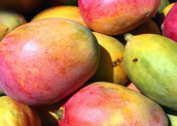 “망고가 당뇨를 막아준다고?” … 미국서 놀라운 연구결과