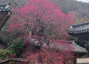 붉다 못해 검붉다… 구례 화엄사 화엄매 활짝