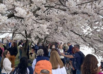 “봄이네” 벚꽃 만개한 워싱턴 DC, 벚꽃 인파 몰려
