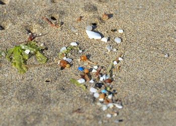 “‘이것’ 하나 씹으면 미세플라스틱 최대 3000개” … UCLA 연구팀