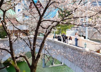 [한국 가면] 대체불가한 서울의 벚꽃 명소들