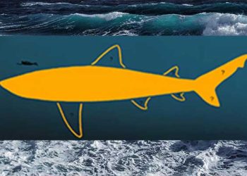 “메갈로돈, 영화 속 모습과 다르다” … UC 리버사이드 연구결과