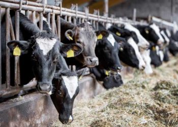 “생우유, 덜 익힌 고기 위험” … 남가주 목장 4곳서 조류독감