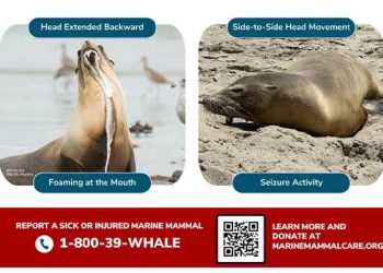 “바다사자 등 해안에 좌초 빈발 …유독성 조류확산