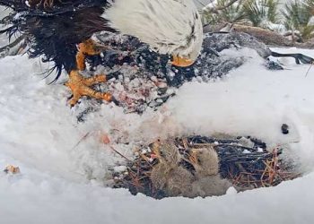 빅베어 독수리 가족 갓 부화한 새끼 한 마리 실종
