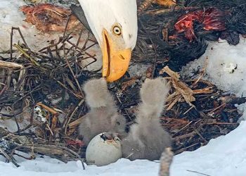 빅베어 독수리, 세 번째 알도 부화 시작(영상)