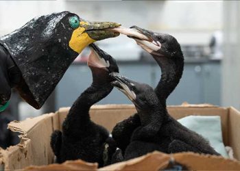 LA 항만 강풍에 쓰러진 나무서 가마우지 수십마리 구조