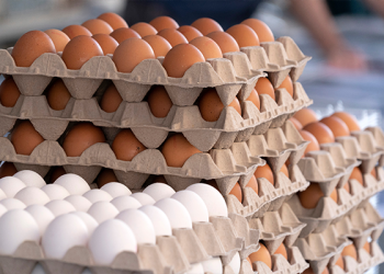 한 알에 1달러 넘어선 달걀, 국경 밀수 적발 펜타닐 보다 더 많아