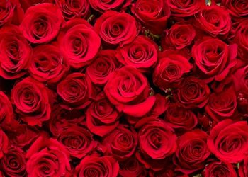 ‘장미 대선’ 현실화 … 윤 탄핵 이후 60일, 6월 3일 대통령 선거