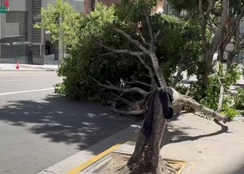 “도대체 누가 이런 짓을!” … 다운타운 대형 가로수 수십 그루 한밤 중 절단 테러