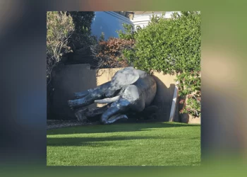 “코끼리가 죽어 있어요” 팜스프링스 경찰출동! “이게 뭐지?”