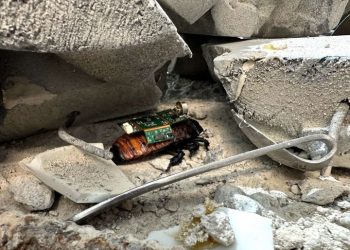 미얀마 지진 현장에 ‘바퀴벌레 10마리’ 파견…첫 시도