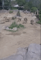 SD 지진 당시 코끼리들 놀라운 반응 … 일제히 새끼 포위(영상)