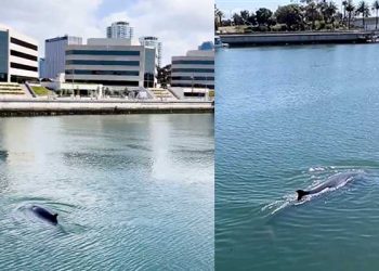 롱비치항에 갇혀버린 밍크고래 …출구 못찾아