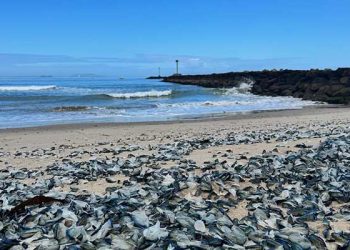 벤추라 해변에 밀려든 수천마리 괴생명체 … 뭐지?
