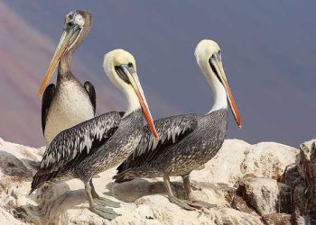 남가주 해안서 팰리컨 떼 죽음 잇따라 … 659마리 치료 중