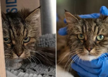 브라이스 캐년서 차량 추락 … 2명 사망, 고양이 ‘기적 생존’