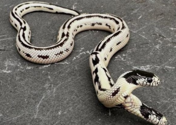 버클리서 머리 2개 달린 ‘쌍두사’ 탄생 … “10만분의 1 확률”