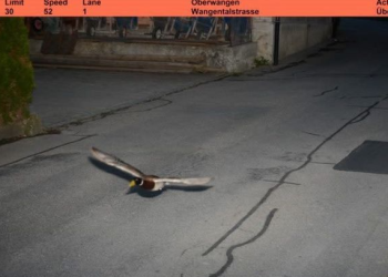 [이런일도] ‘과속오리’ 7년만에 또 걸려 …”장소·속도·날짜 똑같아”