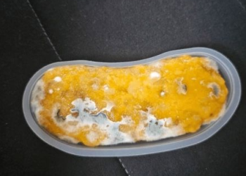 끝없는 백종원 논란, ‘빽다방’서 곰팡이 디저트