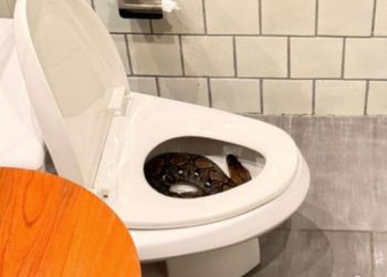 한밤중 화장실 갔다가 경악…변기에 꽉 찬 ‘이것’