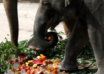 “이재명, 집에서 코끼리 키우나”… 법카로 과일 2,8톤 구입