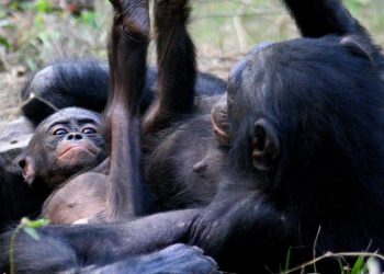 공격적인 수컷에 암컷 보노보가 대응한 방법은?