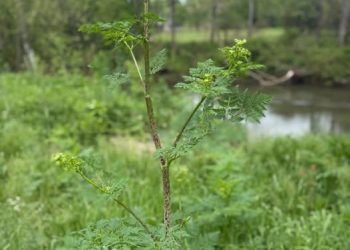 ‘치명적 독성’ 지닌 독초 미 전역 확산 … 포이즌 헴록 주의보