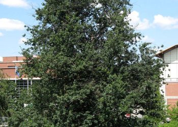 ‘로빈후드 나무’ 밤새 댕강 … 30대 남성 2명 유죄 판결