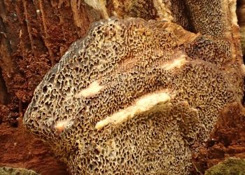 버섯 넣은 커피 맛은?…미국서 ‘버섯커피’ 유행