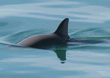 [JayMin] Echoes in the Gulf: The Last Breath of the Vaquita