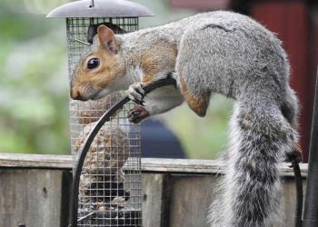 다람쥐 세상 된 산타모니가 주민들 “너무 많아 섬뜩”